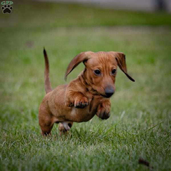 Tiny T, Dachshund Puppy